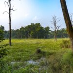 2024-10 - Népal - J11 - Parc National de Chitwan - 087